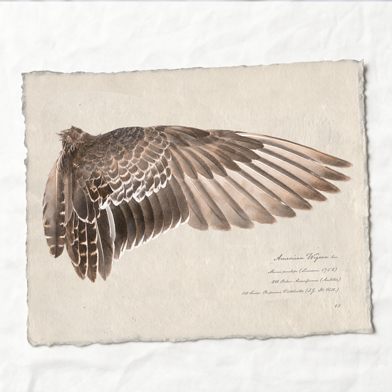 American Wigeon wing study — 4