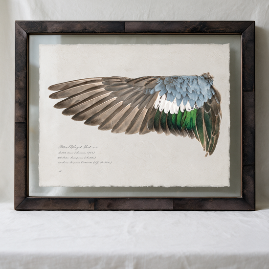 Blue-Winged Teal wing study — 8
