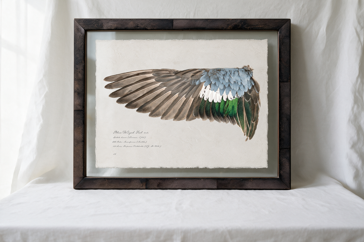 Blue-Winged Teal wing study — 8