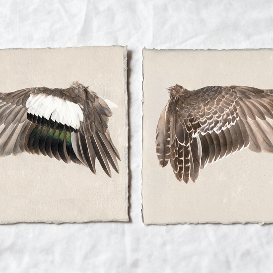 American Wigeon wing study — 7