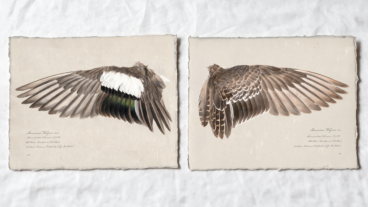 American Wigeon wing study — 7