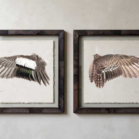 American Wigeon wing study — 10