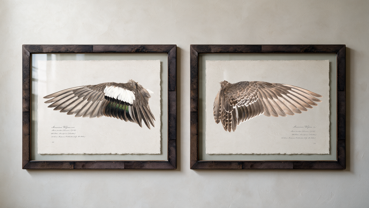 American Wigeon wing study — 10