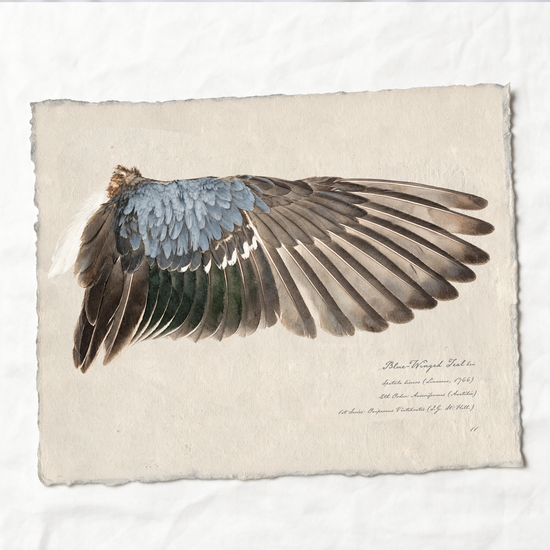 Blue-Winged Teal wing study — 4