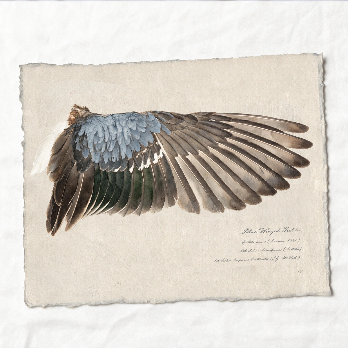 Blue-Winged Teal wing study — 4