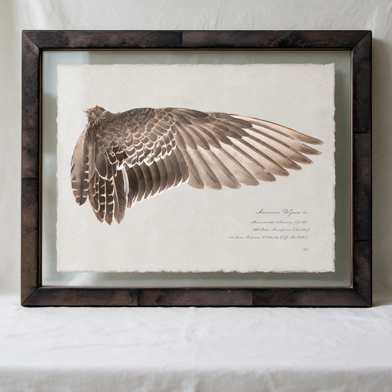 American Wigeon wing study — 9