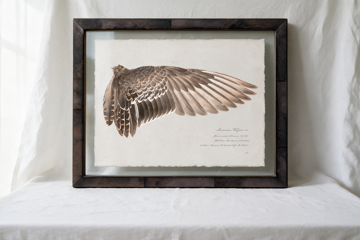 American Wigeon wing study — 9