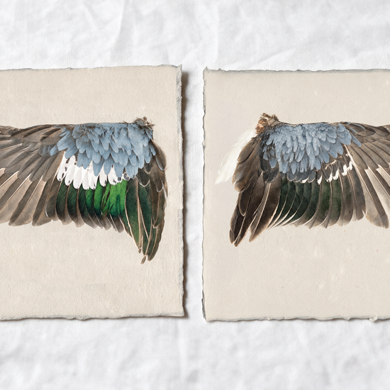 Blue-Winged Teal wing study — 7
