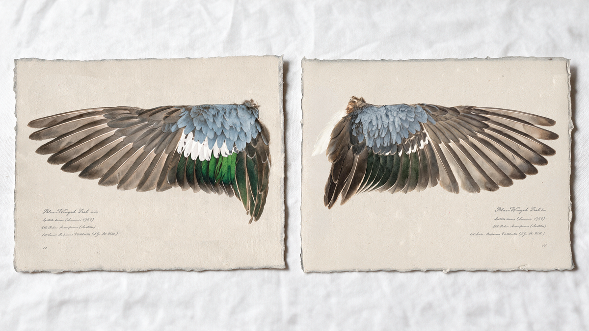Blue-Winged Teal wing study — 7