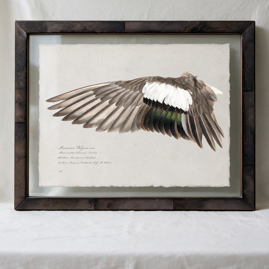 American Wigeon wing study — 8