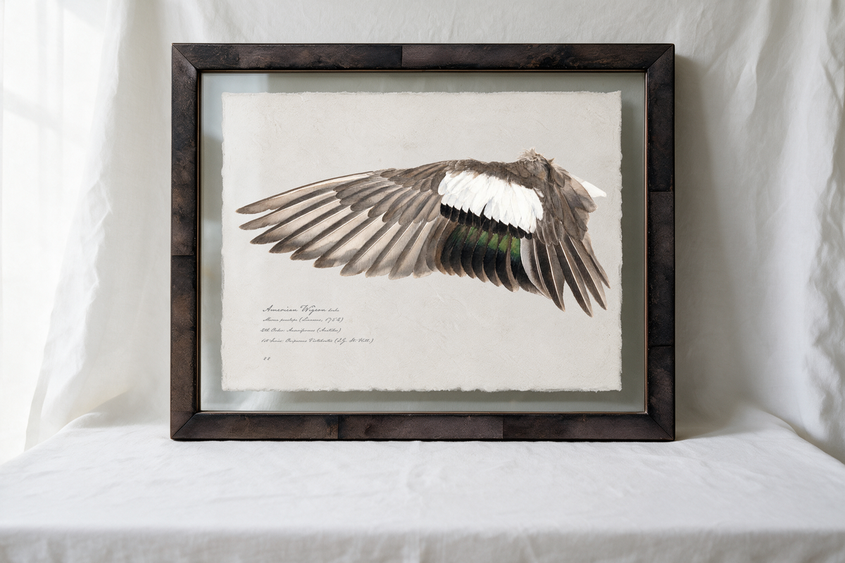 American Wigeon wing study — 8