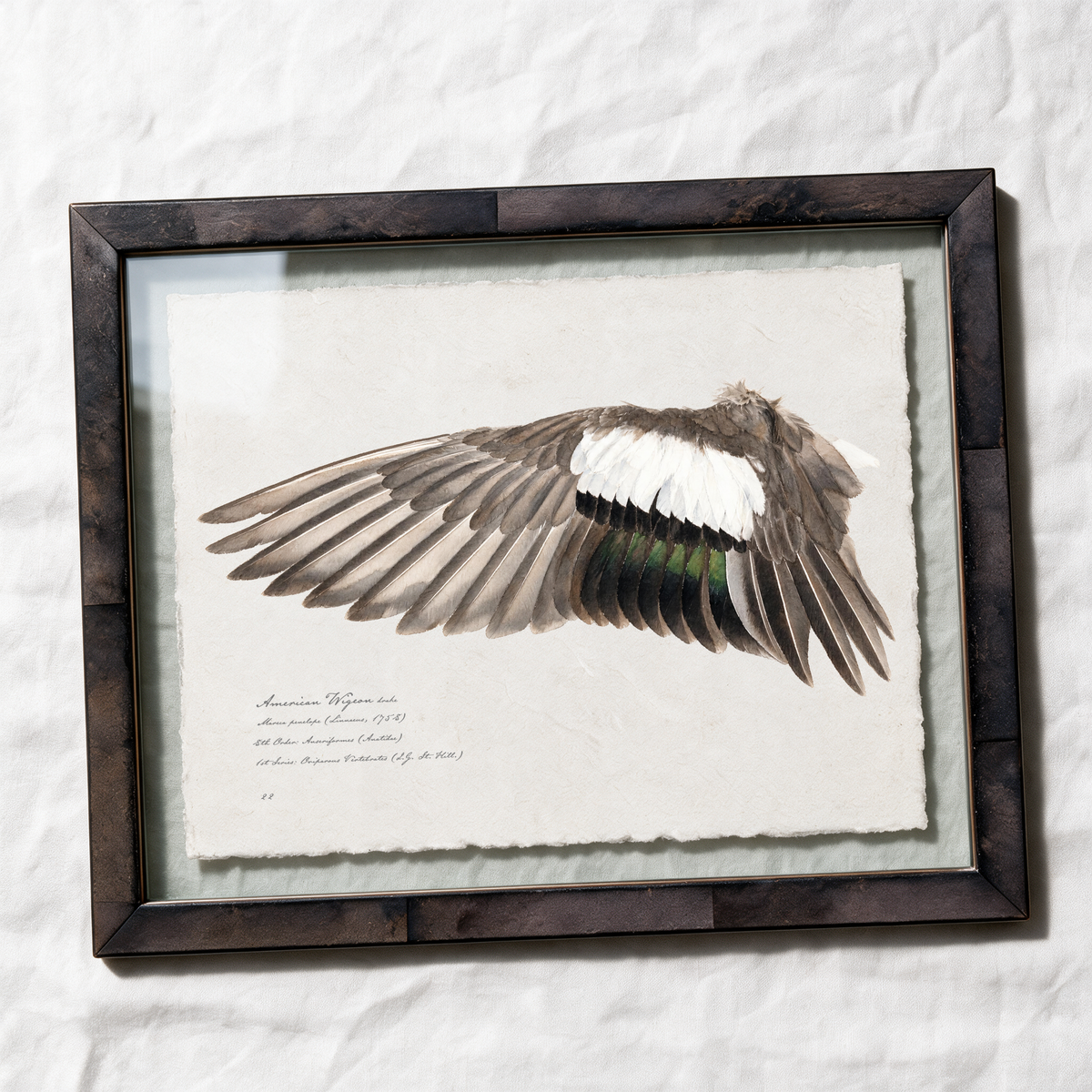 American Wigeon wing study — 1