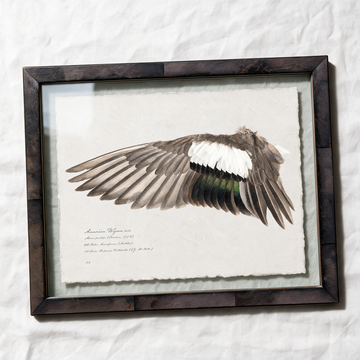 American Wigeon wing study — 1