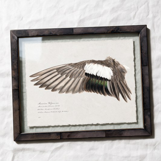 American Wigeon wing study — 1