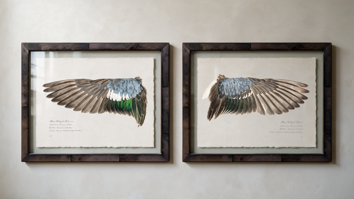 Blue-Winged Teal wing study — 10