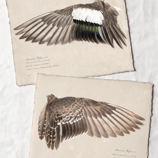 American Wigeon wing study — 5