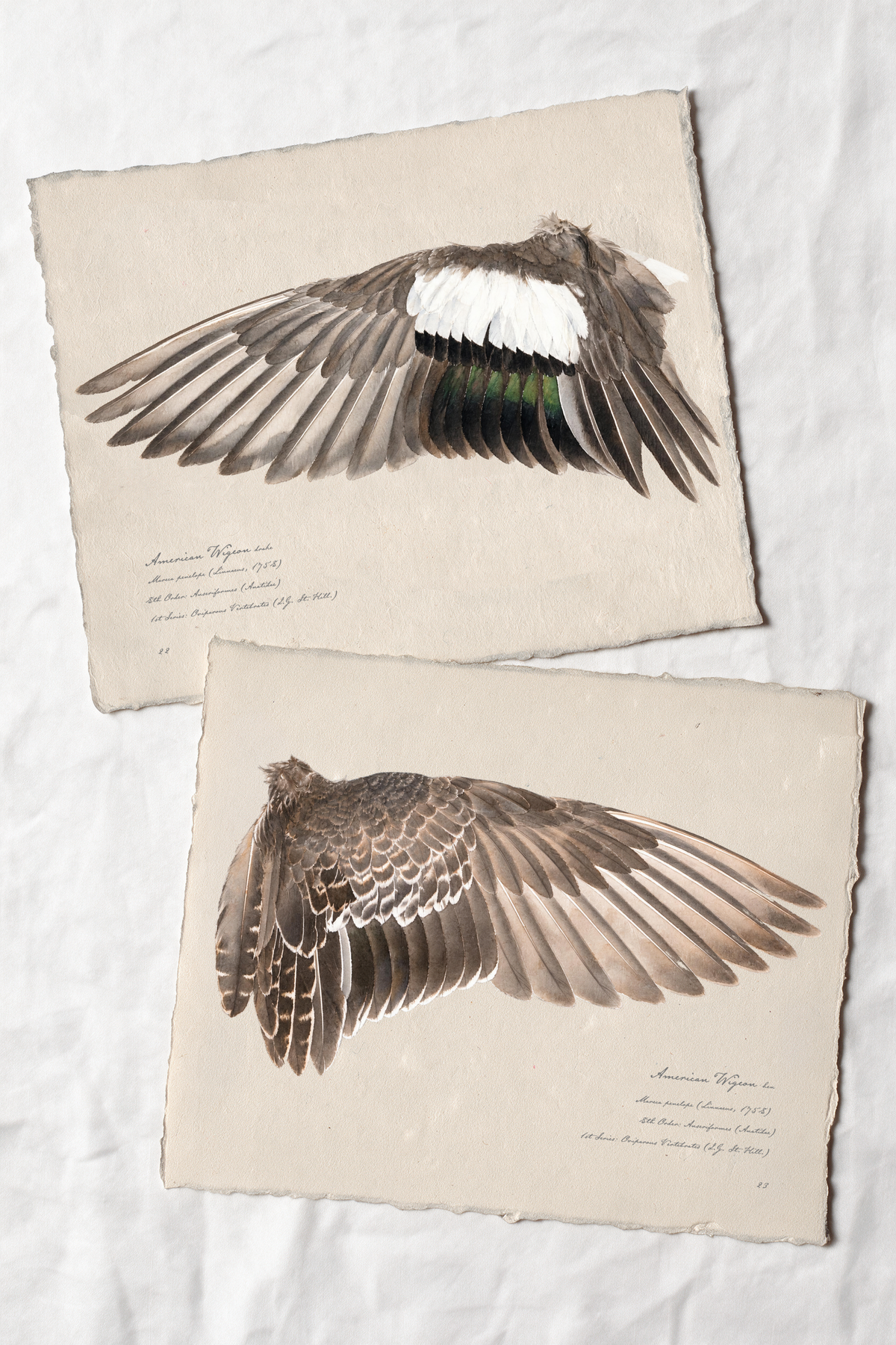 American Wigeon wing study — 5