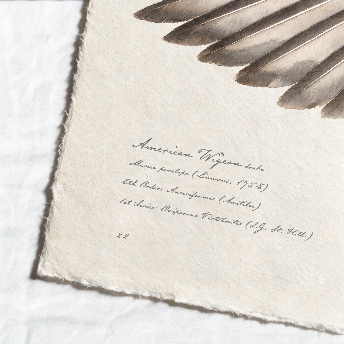 American Wigeon wing study — 6