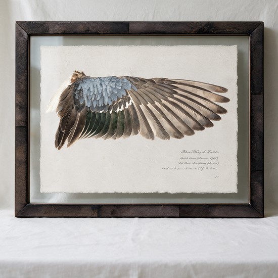 Blue-Winged Teal wing study — 9