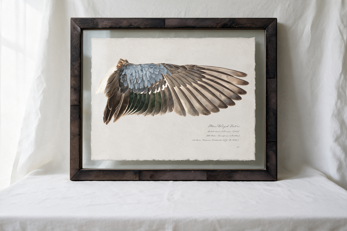 Blue-Winged Teal wing study — 9