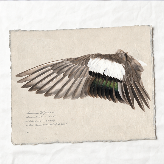American Wigeon wing study — 3