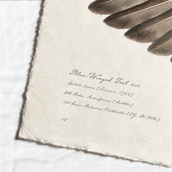 Blue-Winged Teal wing study — 6