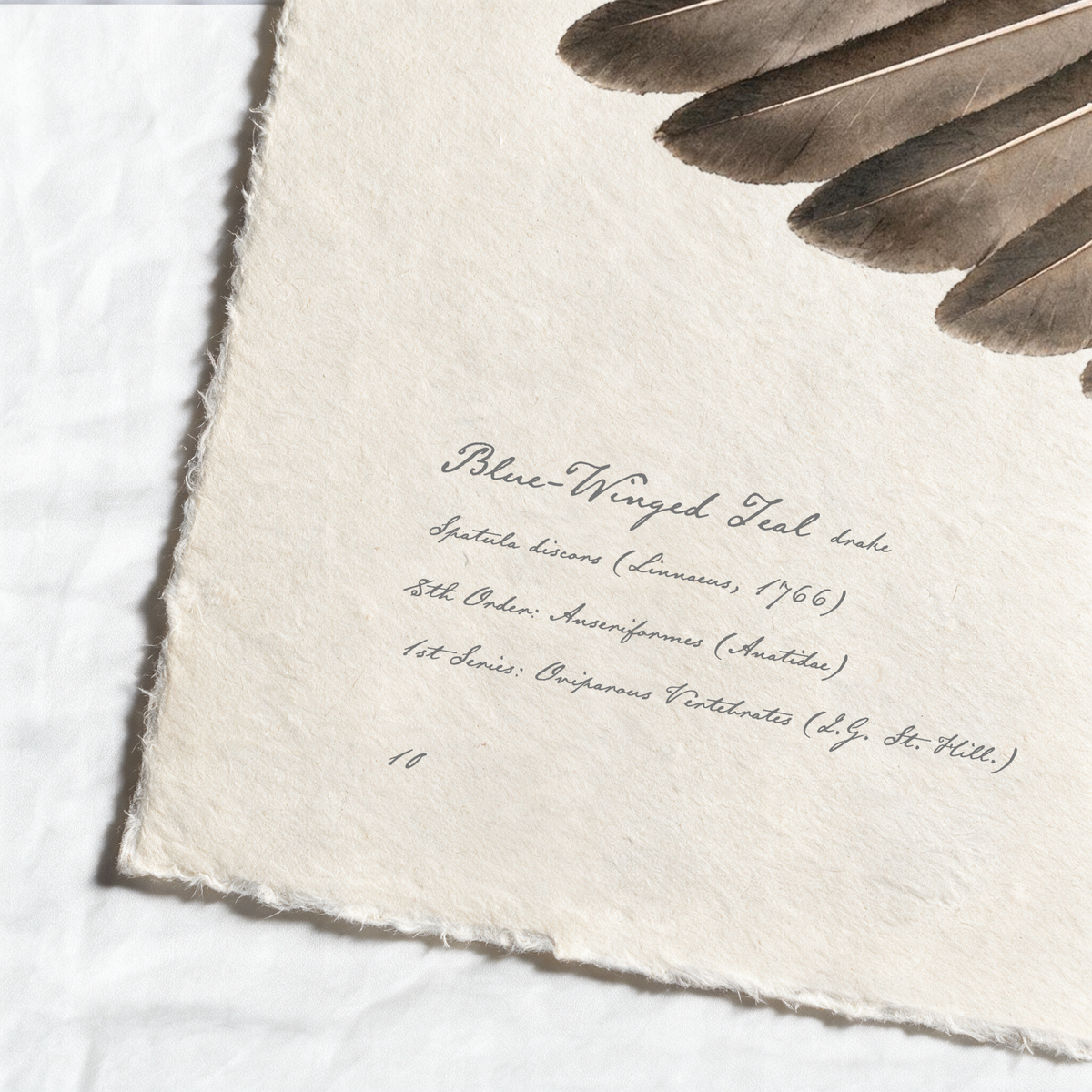 Blue-Winged Teal wing study — 6