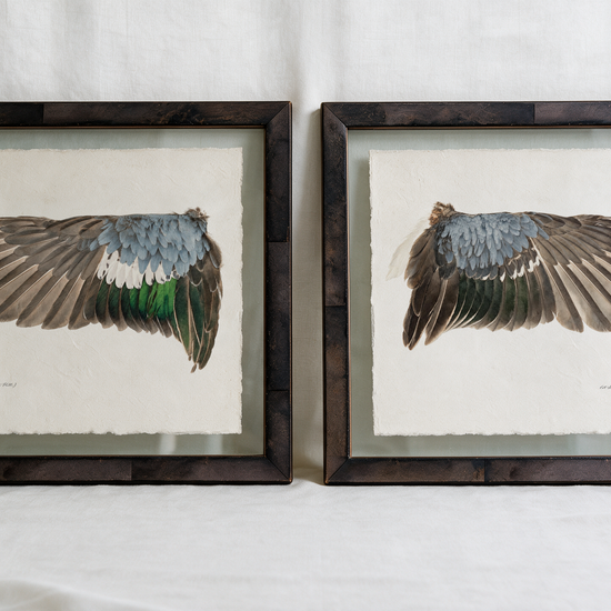 Blue-Winged Teal wing study — 2