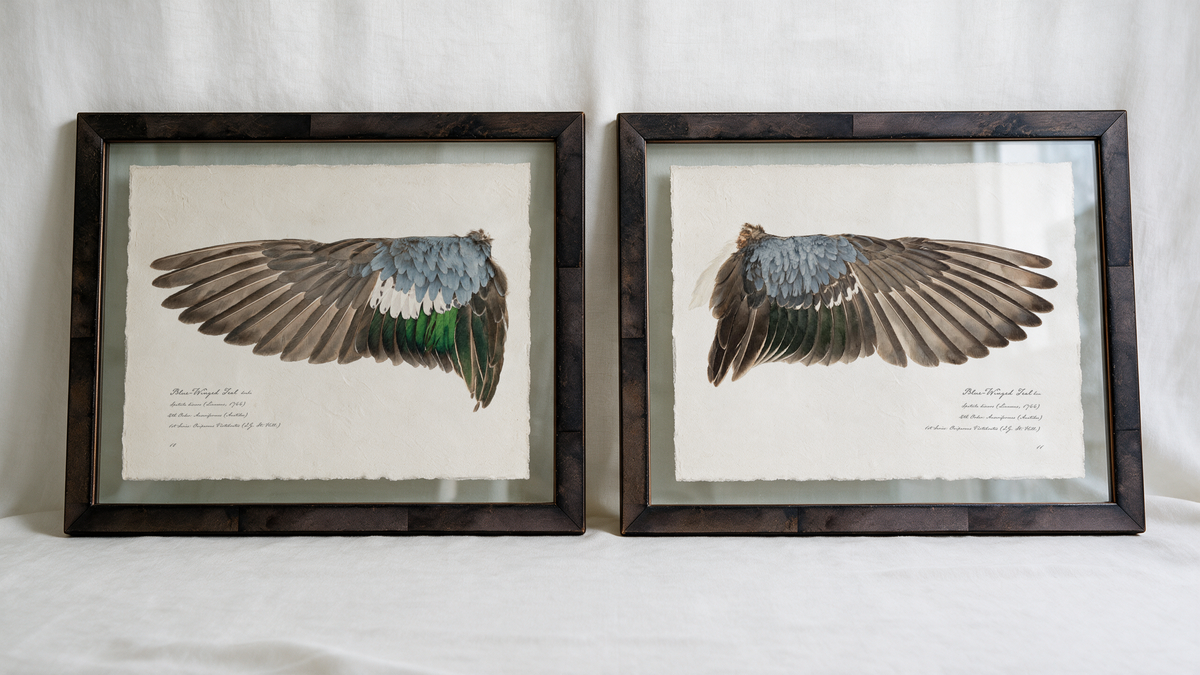 Blue-Winged Teal wing study — 2