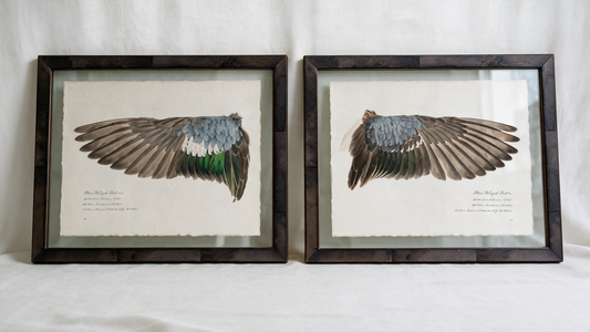 Blue-Winged Teal wing study — 2