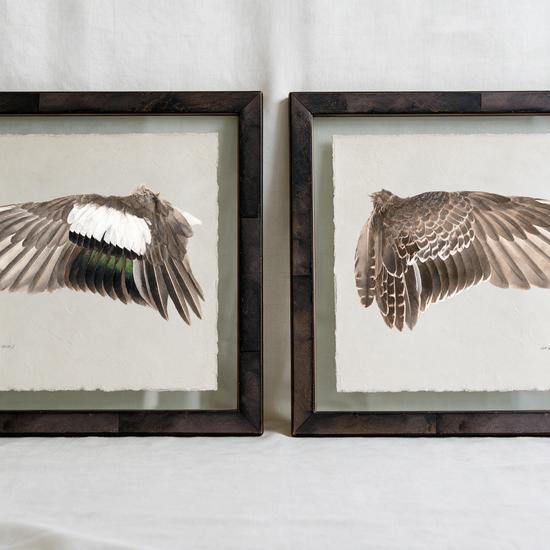 American Wigeon wing study — 2