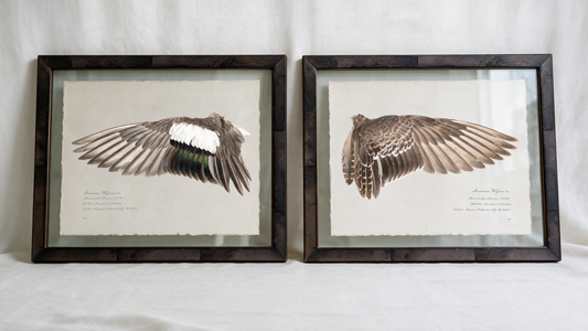 American Wigeon wing study — 2