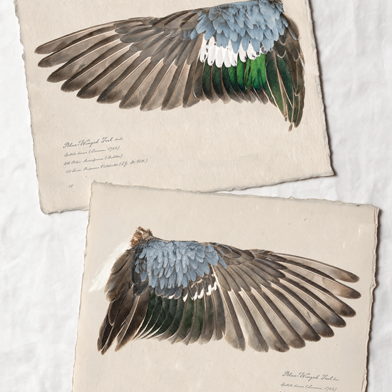 Blue-Winged Teal wing study — 5