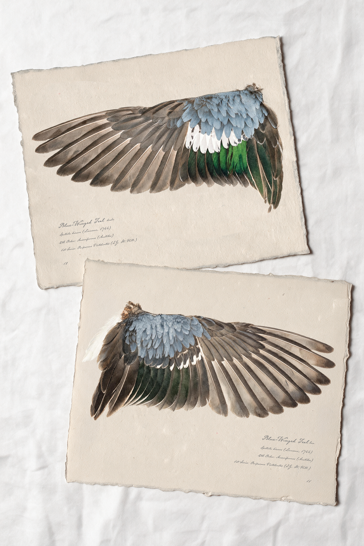 Blue-Winged Teal wing study — 5