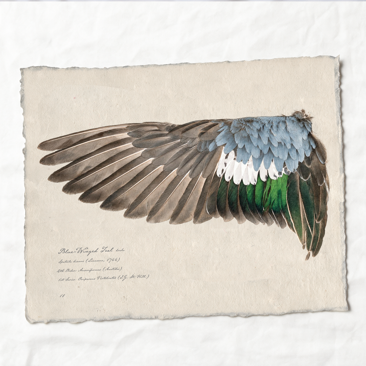 Blue-Winged Teal wing study — 3
