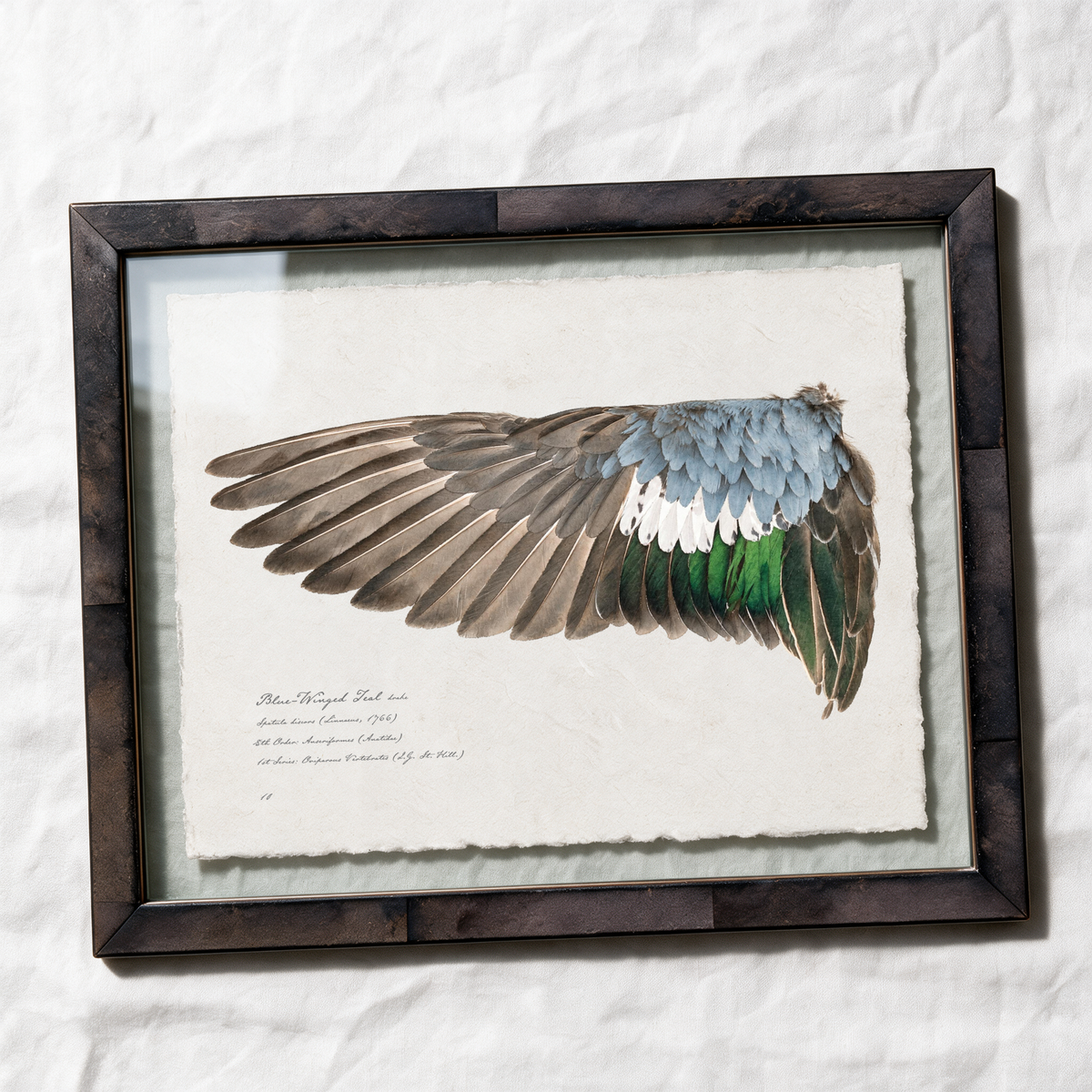 Blue-Winged Teal wing study — 1