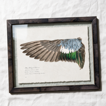 Blue-Winged Teal wing study — 1