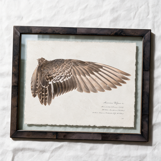 American Wigeon wing study — 12