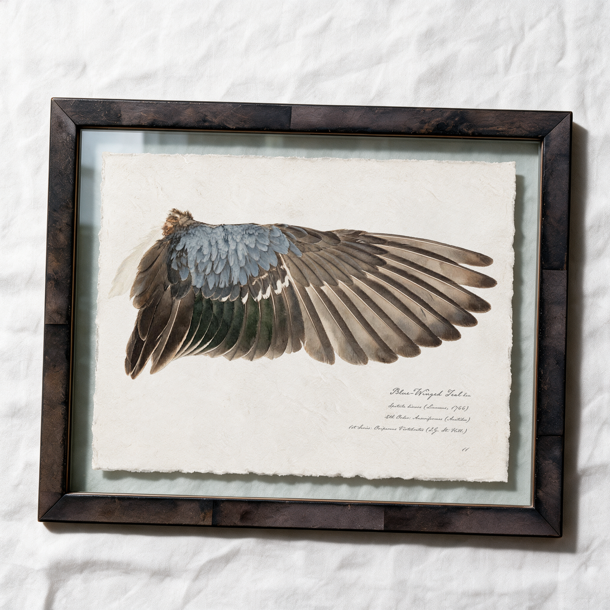 Blue-Winged Teal wing study — 12